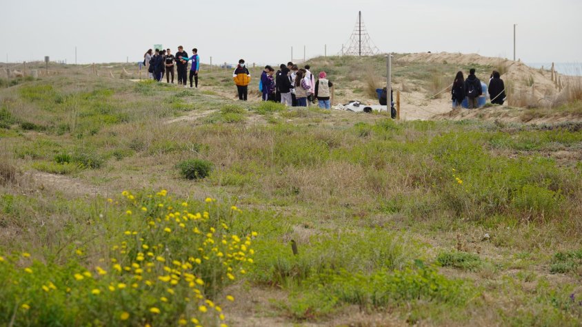 Recuperació de dunes a les platjes metropolitanes
