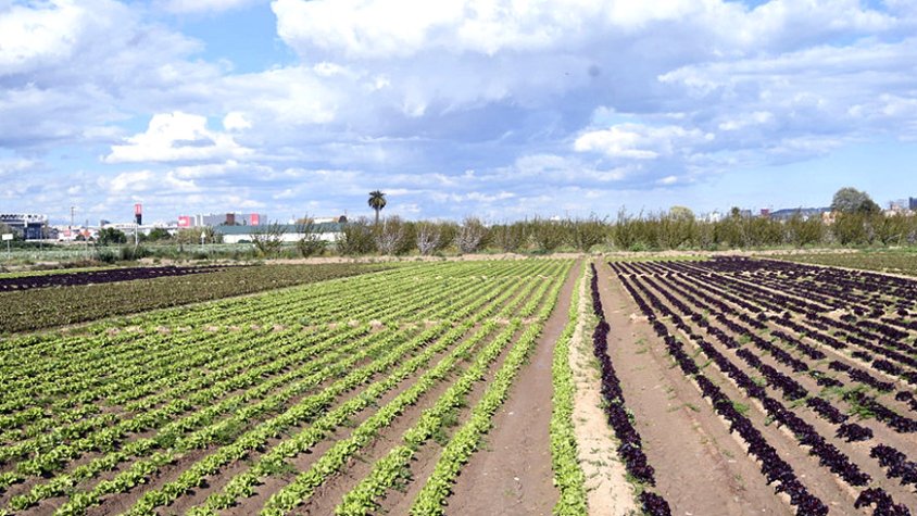 Camps de conreu al delta del Llobregat